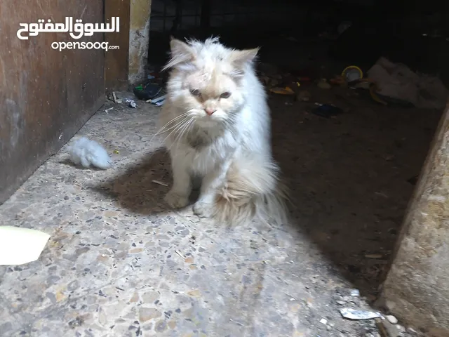 لككيت هاي بزون بل حيانيه قسم الي ضايعتله يراسلني