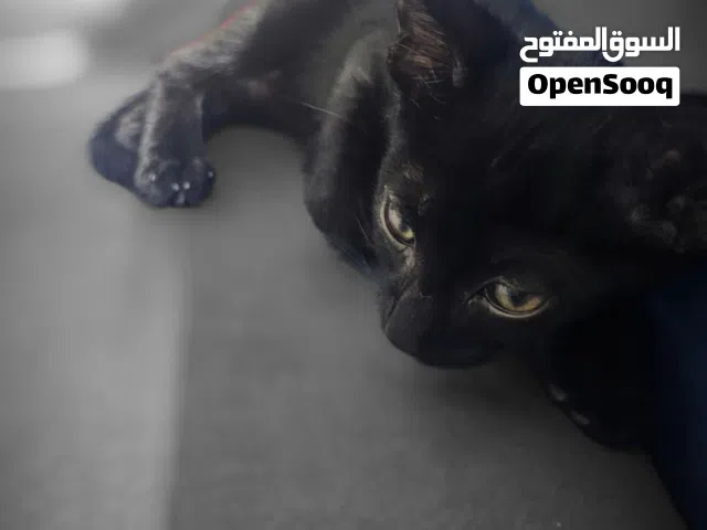 قط ذكر عماني بعمر شهرين اليف ولعوب وحبوب