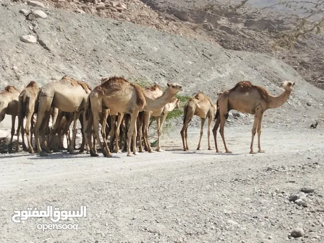 حشوان و جمال للبيع