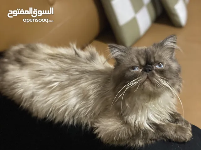 Chat persan قط شيرازي