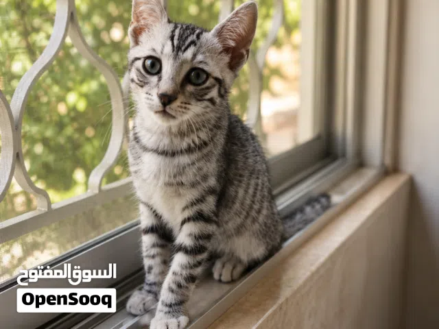 قطط للتبني