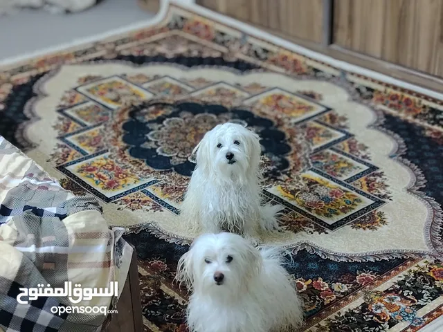 كلاب اثنين للبيع