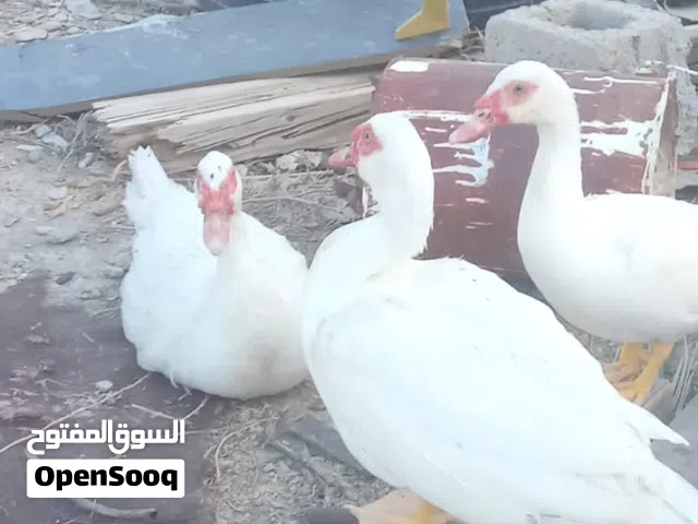 بط مصري مسكوفي ابيض سعر الذكر 9 ريال  والأنثى 8ريال