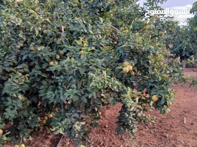 Residential Land for Sale in Tripoli Tajura