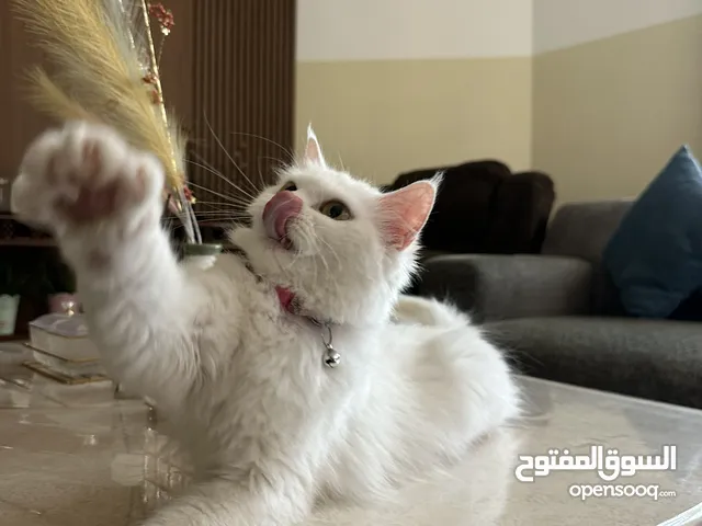 قطه شيرازيه مع كل مستلزماتها