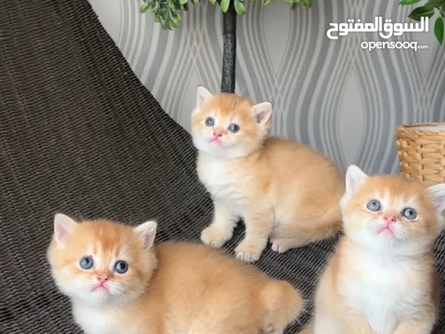 قطط سكوتش أصلية – Scottish Straight purebred
