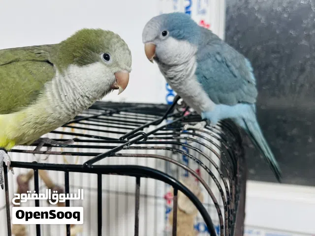 ببغاء كويكر