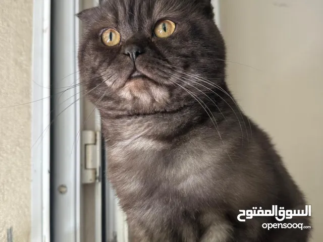 قط للتبني عمرو تقريبا سنتبن