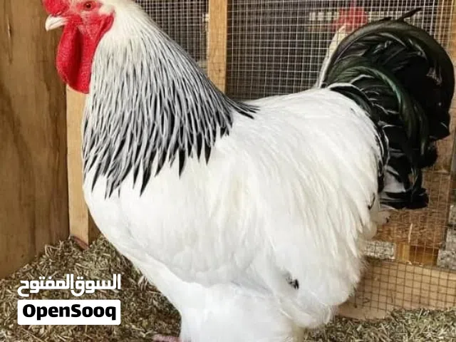 ديك ساسيكس حجم ضخم