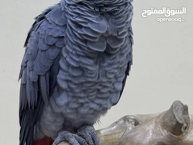 كاسكو اليف جدا