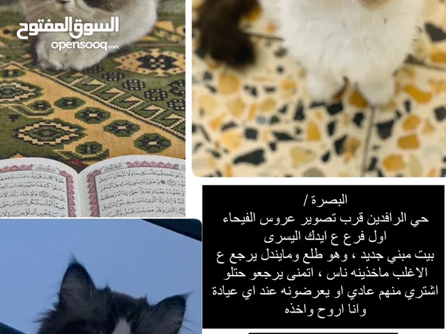 سلام عليكم بزونتي ضاعت من تاريخ 5/30 اللي مآخذه ياريت يرجعه يعرضه عند عيادة بيطرية