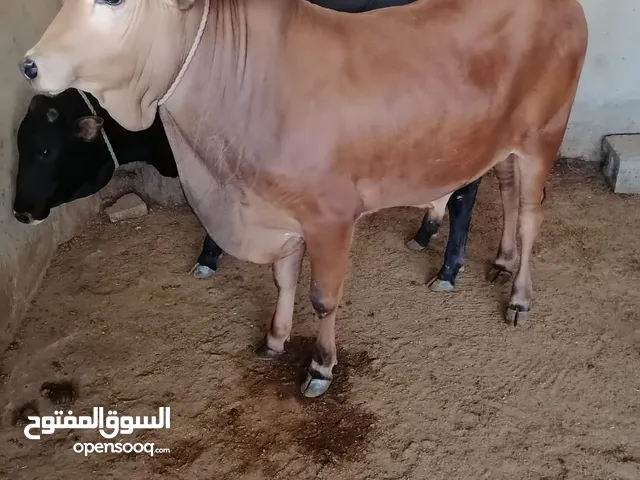 عجول ذبايح عمر سنة