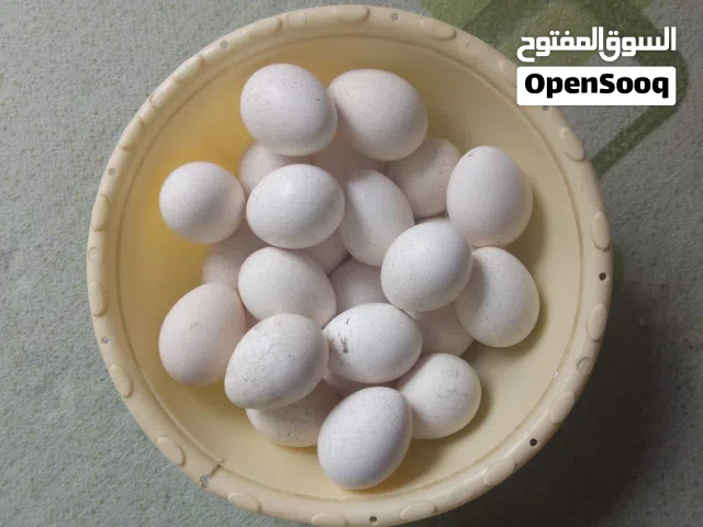 بيض فسيفس للبيع