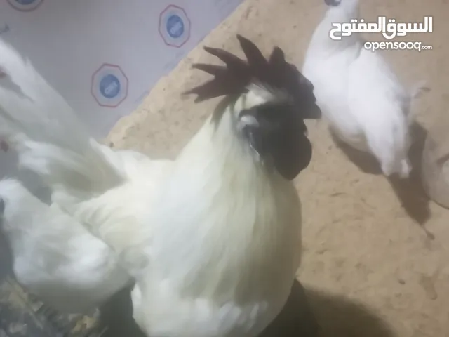 بيض لامبرقيني الابيض