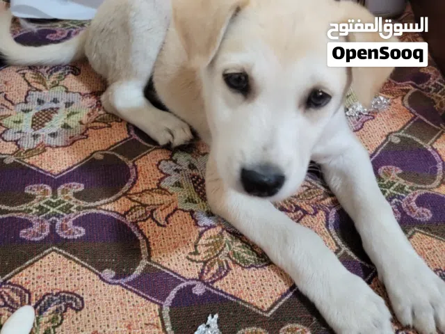 كلب لابرادو ريتريفر