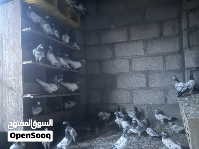 حمام باكستاني طيور طيب بيع فرد ب 4 ريال جمله كل حبه 2ریال
