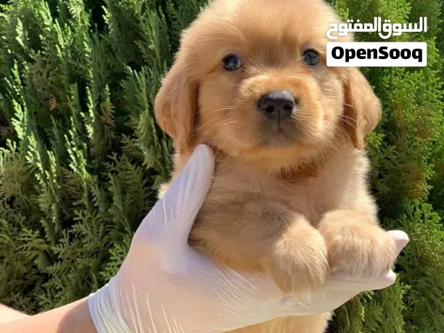للاطفال والمنازل ..متوفر جراء جولدن ريتريفر