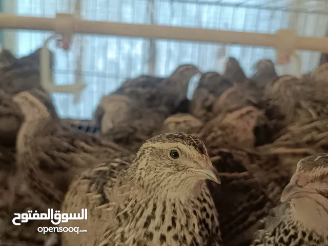 للبيع فري بياض