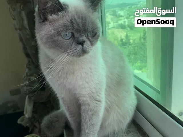 كتن هملايا عمر شهرين مع امهم