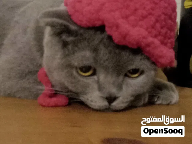 home scotch fold 4 months male cat