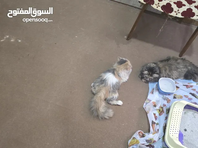 بيرشن للبيع 2 نثاية