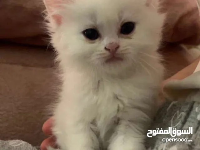 قطط للبيع بسعر مناسب