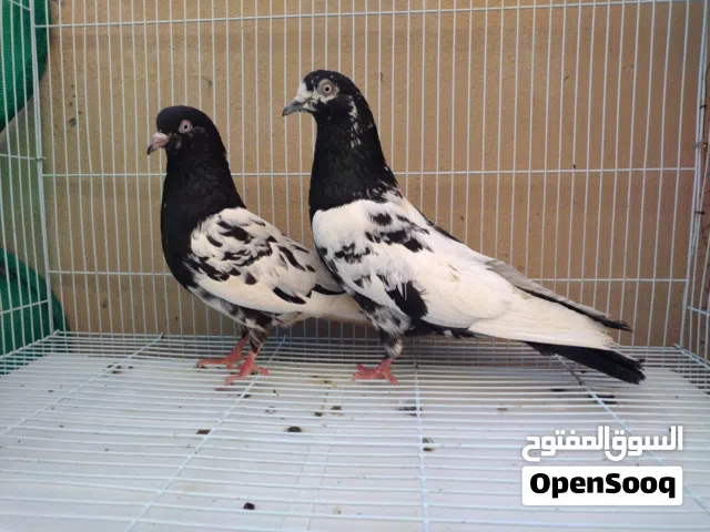 للبيع ازواج باكستاني مطيار بساعات واقبل البدل مع مدينه يوجد توصيل حسب الاتفاق