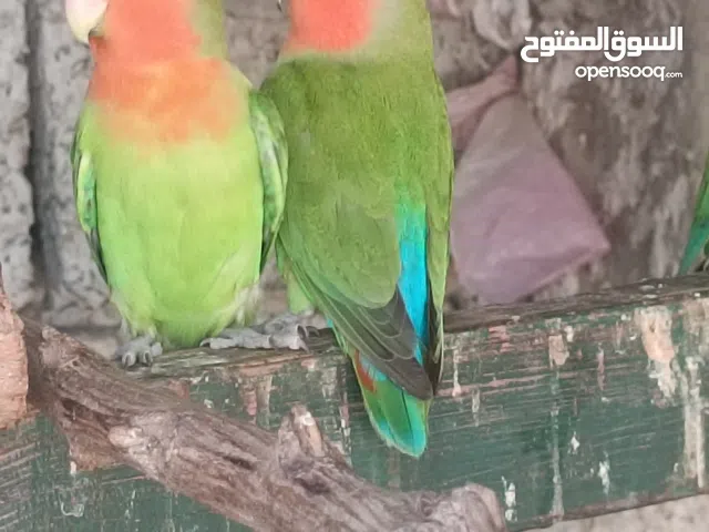 ذكور روز منتجين اسبلت اينو اوبلاين للبيع