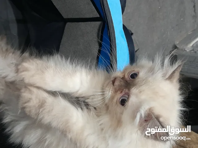 قطط هملايا