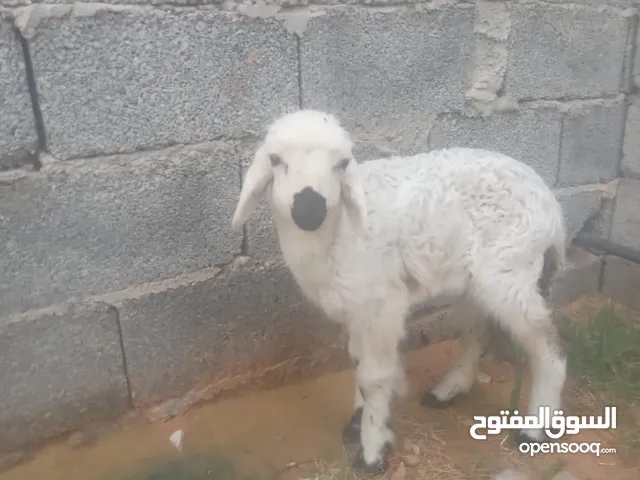 فطيمه مكسوره بل حليب تاكل