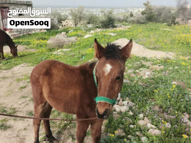 مهر للبيع ...