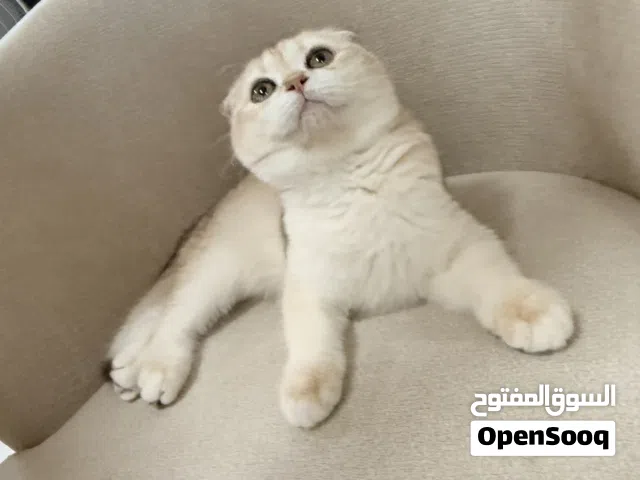 Female Cat