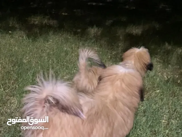 للبيع كلاب شيتزو