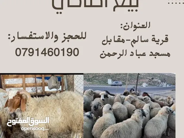 اضاحي العيد