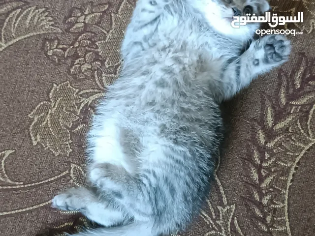 بسم الله ما شاء الله متوفر مجموعه كتنز سكوتش فولد سلڤر شيدد