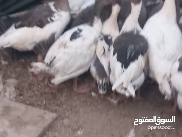 موجود وز بلدي شغال 20 حبه 14 حبه كبار و6 حبات فراخهن حجم الاهالي