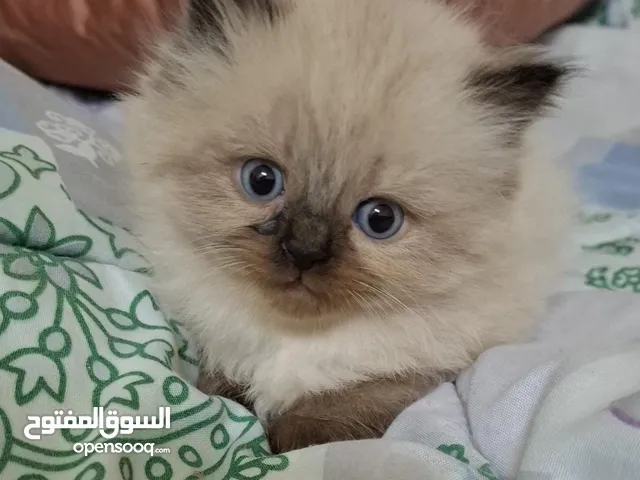 Himalayan kitten