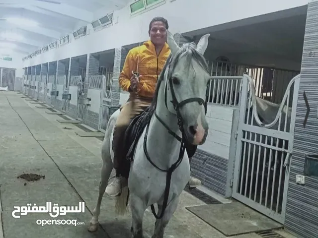 مدرب خيول علي لعبه الفروسية والبولو