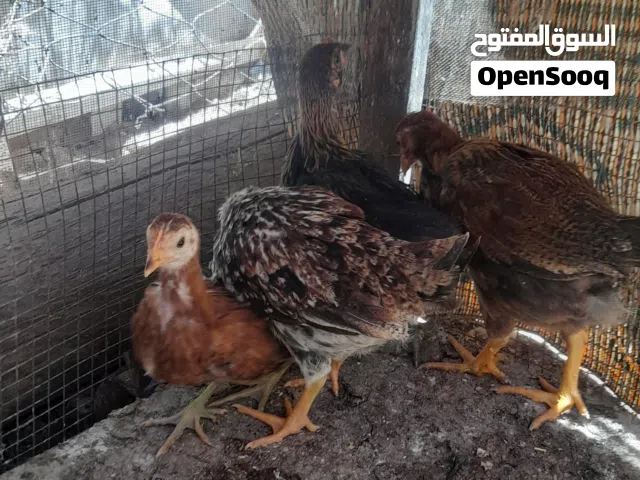 3فرخات وديك بلدي صحه ونضافه عمر شهرين