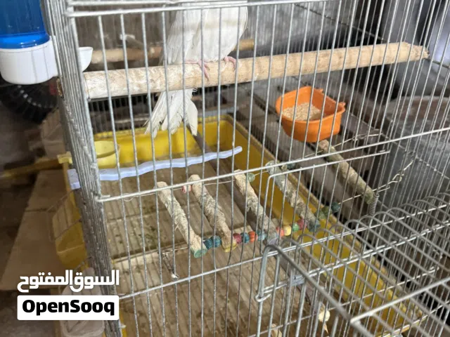 طيره البينو
