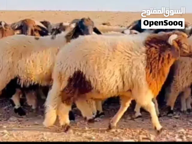 حولي برقاوي ثلوثي 7شهور عظم ونظافة وليقة