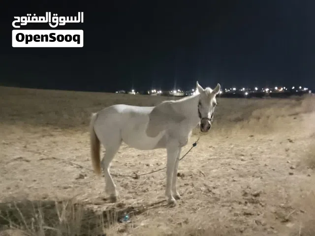 فرس للبيع العمر 7 سنوات