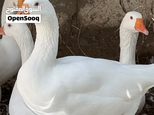 أوز منتج من النوع الممتاز