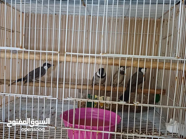 للبيع  زوجين بلبيل