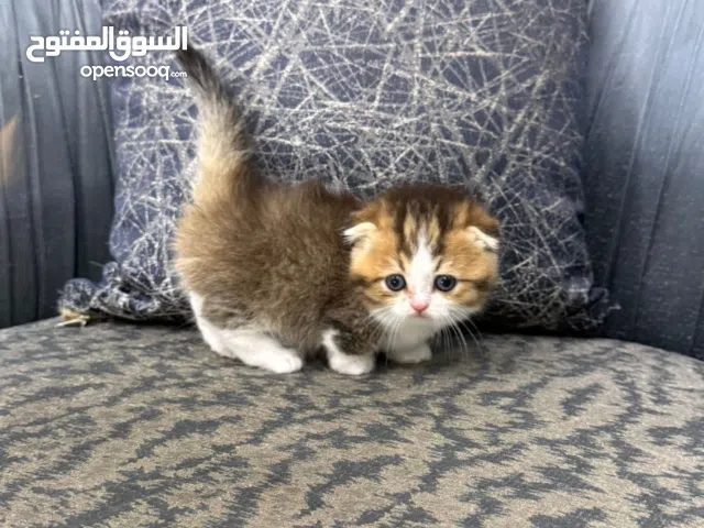 القط القزم الوان نادره