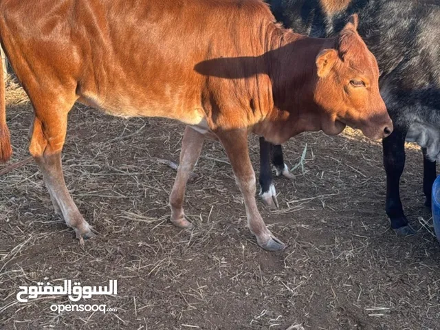 عجلات ثنتين للبيع بشكل عاجل عمرهن 5 سنوات فول سمنه خالي من لامراض ومتوفر اثنين ابقار ع ولد