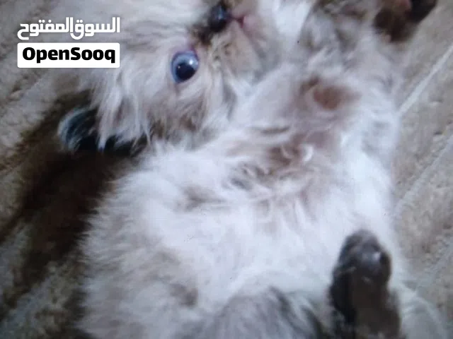 هملايا سكتش