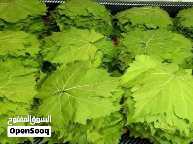 ورق  عنب قطف السنه محفوظ بافضل الطرق  للبيع جاهز للف حامض وطازه