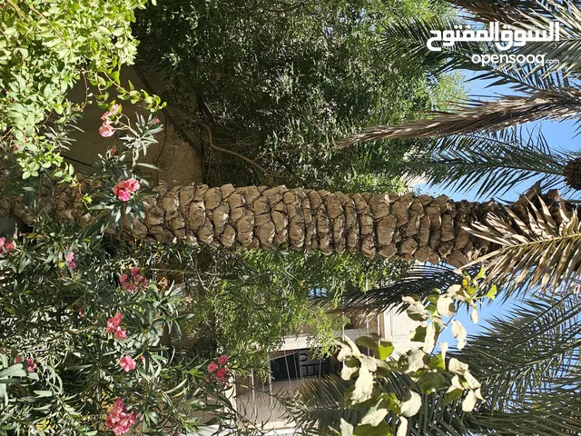 سلام عليكم بيت للبيع في الجنينة طابو مالك صرف بسمي وليس ورثة