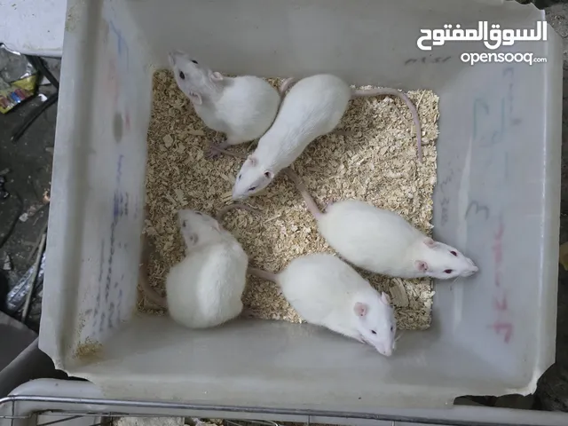 حيوانات مختبرية Rats